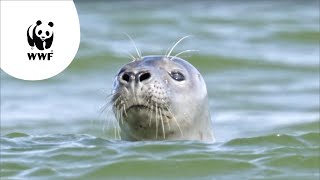 De Noordzee  het grootste natuurgebied van Nederland [upl. by Garlaand]