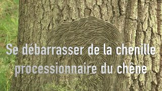 Lutter naturellement contre la chenille processionnaire du chêne [upl. by Anita]