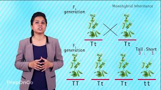 Mendels experiment  Monohybrid Cross  Law of Segregation [upl. by Adrian]