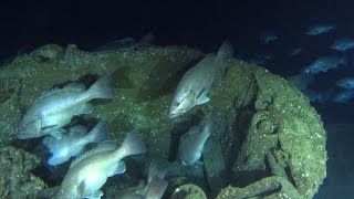 Exploring a UBoat wreck off North Carolina [upl. by Rochus768]