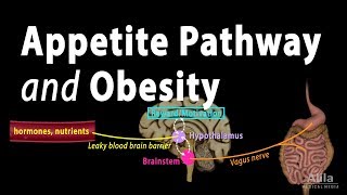 The Brains HungerSatiety Pathways and Obesity Animation [upl. by Eirollam]