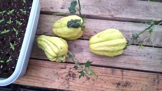 Planting Mirlitons or Chayote Squash [upl. by Ezara]