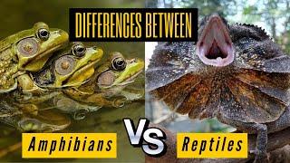 Key The Differences Between Amphibians and Reptiles  Comparison and Similarities [upl. by Arinaj]