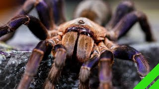 Cobalt Blue Tarantula Cyriopagopus lividus Care and Info H lividum [upl. by Wulfe]