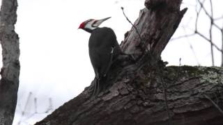 Pileated Woodpecker drumming [upl. by Mcculloch582]