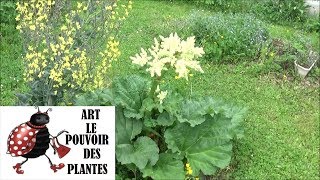 Tuto jardin Semis de rhubarbe comment faire un semis Plante vivace [upl. by Notsnhoj]