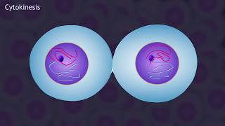 Mitosis and the Cell Cycle Animation [upl. by Dinnie395]