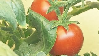 Grow A Tomato Plant Indoors  Easy HowTo Tutorial [upl. by Drusi]