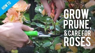 How To Grow Prune amp Care For A Rose Bush [upl. by Nesaj]