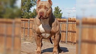 MOST DANGEROUS Dog Breeds In The World [upl. by Enyak]