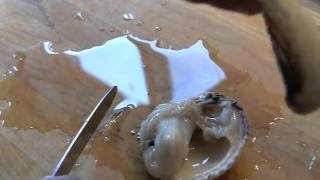 How to shuck and clean cockles [upl. by Arnuad770]