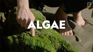 Definitions in the Field Algae [upl. by Zoilla]