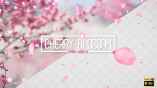 Cherry Blossom Falling Overlay Footage [upl. by Ailsa]