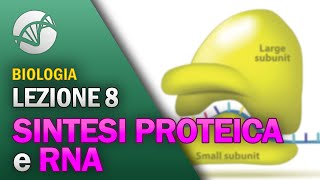 BIOLOGIA  Lezione 8  Sintesi Proteica e RNA [upl. by Quartas201]