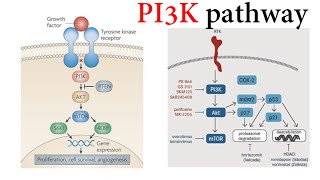 Pi3k Pathway [upl. by Yemrots559]