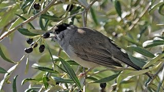 Le retour des oiseaux migrateurs [upl. by Kerns]