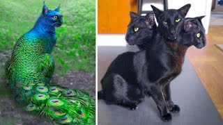 15 Abnormally Strange Cats That Actually Exist [upl. by Aner]