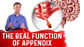 The REAL Function of Appendix – Dr Berg [upl. by Dazraf613]