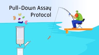 PullDown Assay Protocol [upl. by Gitel328]