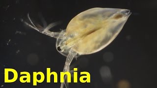 Daphnia [upl. by Isherwood]