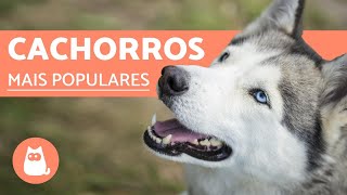 Top 10 RAÇAS DE CACHORROS MAIS POPULARES DO MUNDO [upl. by Egamlat]