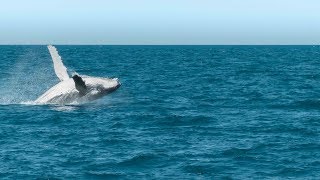 WHALE WATCHING in Hervey Bay Australia [upl. by Omiseno]