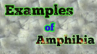 Examples of Amphibians [upl. by Willow]