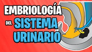 ✅ EMBRIOLOGÍA del SISTEMA URINARIO 💦🚽  Sistema UROGENITAL [upl. by Erskine944]