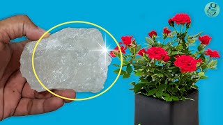 10 Powerful Rose Plant Care Tips  How to grow Roses [upl. by Hegarty528]