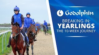 Breaking in Yearlings  The 10week Journey [upl. by Anaiviv]