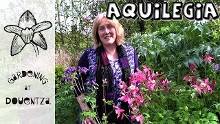 Aquilegia Care How to Grow Grannys Bonnet Columbines  4 of 30 my month of perennials [upl. by Ahsiel]