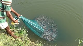 PRAWN CATCHING AT POND [upl. by Aznola]