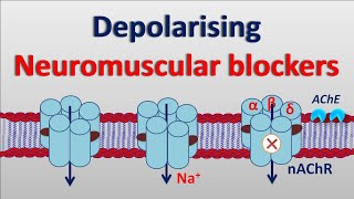 Depolarising neuromuscular blockers [upl. by Flore]