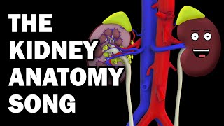 KIDNEY ANATOMY SONG [upl. by Persson]