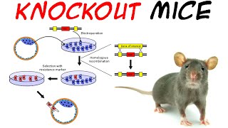 Knockout mice [upl. by Arlinda]