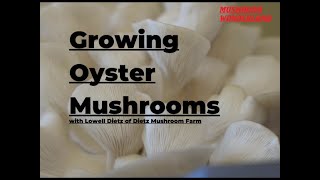 Growing Oyster Mushrooms Indoors [upl. by Ahsiki]