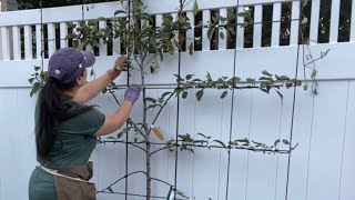 Planting Espalier Apple Trees Part 1 🍎 How’s It Growing [upl. by Etnovert689]