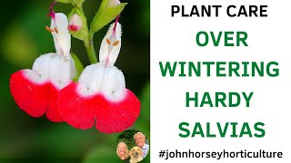 HOW TO OVERWINTER SALVIAS  OVERWINTERING SALVIA GREGII quotHOT LIPSquot [upl. by Llerehc]