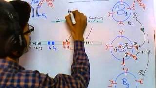 Antibody class switching [upl. by Aracot]