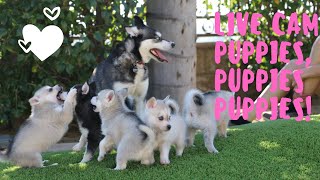 What do Alaskan Klee KaiMiniature Husky Puppies Look Like [upl. by Drucie957]