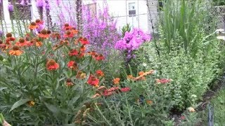 Propagating Catmint or Nepeta [upl. by Ahusoj]