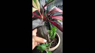 Ti Plant Rescue Cordyline Fruticosa [upl. by Pollerd671]