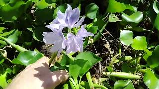 Water Hyacinth as Compost [upl. by Euhsoj]