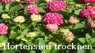 Hortensien trocknen ❁ Deko Ideen mit FloraShop [upl. by Acinorahs829]