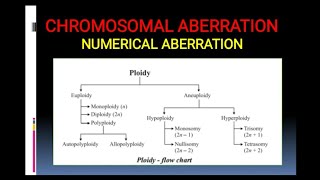 Chromosomal Aberration Numerical aberration including polyploidy [upl. by Yaner]