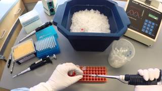 PCR Protocol  Part 1 [upl. by Kirst]