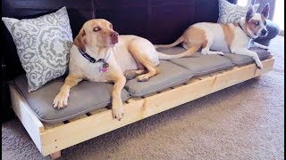 Modern Platform Dog Bed  Large Dog Bed  DIY HowTo [upl. by Woodberry320]