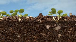 Arabidopsis time lapsed [upl. by Cookie395]