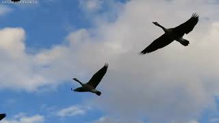 Canada Geese flying and honking [upl. by Carman866]