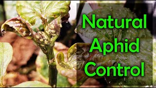 How To Get Rid Of Indoor Aphids  4 Natural Ways [upl. by Yoj849]